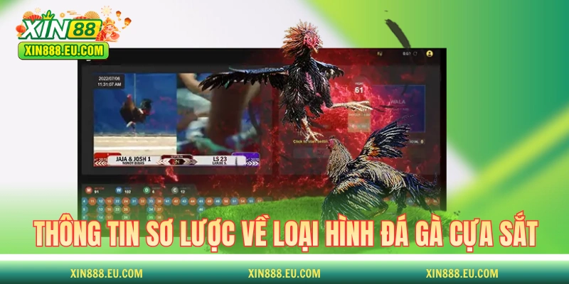 Thông tin sơ lược về các trận đá gà cựa sắt kinh điển